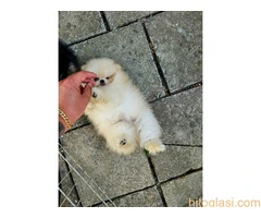 Dostupan prelepi krem muzjak pomeranca - 4