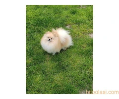 Dostupan prelepi krem muzjak pomeranca - 5