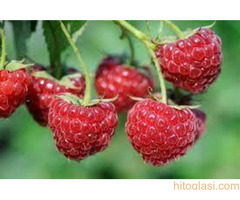 HITNO potrebni radnici za berbu maline