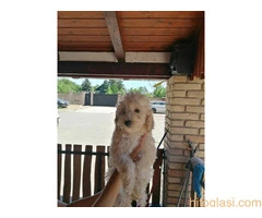 Stene patuljaste pudle - 2