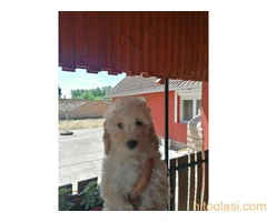 Stene patuljaste pudle - 3