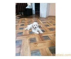 Stene patuljaste pudle - 4