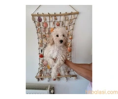 Stene patuljaste pudle - 5