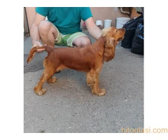 Koker španijel - 10