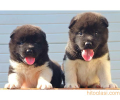 Američka Akita, štenci šampionskog porekla