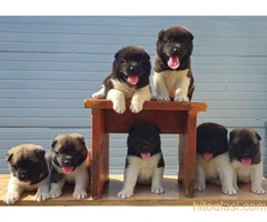 Američka Akita, štenci šampionskog porekla - 2