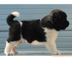 Američka Akita, štenci šampionskog porekla - 3