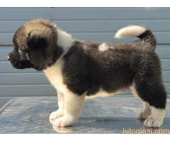 Američka Akita, štenci šampionskog porekla - 4