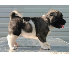 Američka Akita, štenci šampionskog porekla - 5