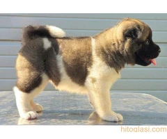 Američka Akita, štenci šampionskog porekla - 6