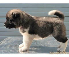 Američka Akita, štenci šampionskog porekla - 7