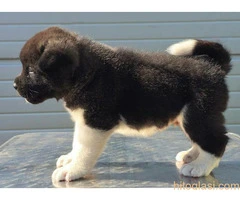 Američka Akita, štenci šampionskog porekla - 8