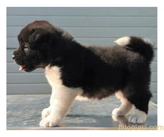 Američka Akita, štenci šampionskog porekla - 9