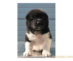 Američka Akita, štenci šampionskog porekla - 10