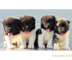 Američka Akita, štenci šampionskog porekla - 11