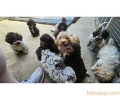 Dostupni štenci Lagoto Romanjole