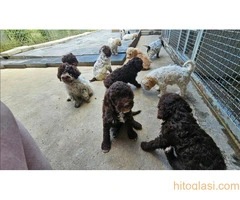 Dostupni štenci Lagoto Romanjole - 2