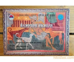 Dostupni štenci Lagoto Romanjole - 3