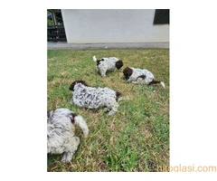 Dostupni štenci Lagoto Romanjole - 4