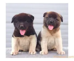 Američka Akita, TOP štenci