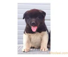 Američka Akita, TOP štenci - 2