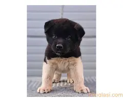 Američka Akita, TOP štenci - 3