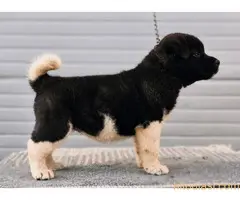 Američka Akita, TOP štenci - 4