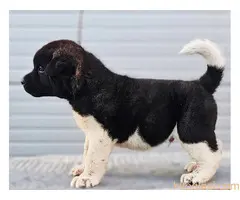 Američka Akita, TOP štenci - 5