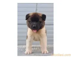 Američka Akita, TOP štenci - 6
