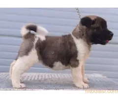 Američka Akita, TOP štenci - 7