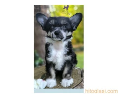 KINESKI KUKMASTI PSI – štenci na prodaju - 2