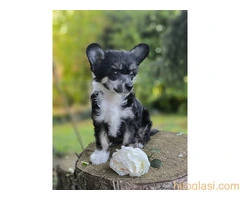 KINESKI KUKMASTI PSI – štenci na prodaju - 3