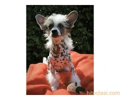 KINESKI KUKMASTI PSI – štenci na prodaju - 4