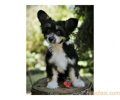 KINESKI KUKMASTI PSI – štenci na prodaju - 5