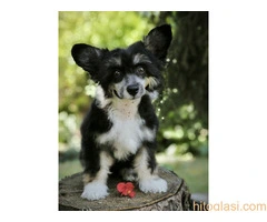 KINESKI KUKMASTI PSI – štenci na prodaju - 6