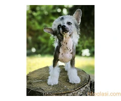 KINESKI KUKMASTI PSI – štenci na prodaju - 7