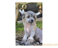 KINESKI KUKMASTI PSI – štenci na prodaju - 8