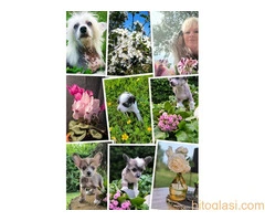 KINESKI KUKMASTI PSI – štenci na prodaju - 9