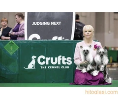 KINESKI KUKMASTI PSI – štenci na prodaju - 10