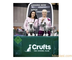 KINESKI KUKMASTI PSI – štenci na prodaju - 11