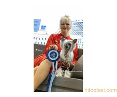 KINESKI KUKMASTI PSI – štenci na prodaju - 12