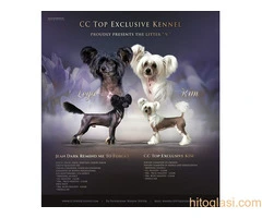 KINESKI KUKMASTI PSI – štenci na prodaju - 13