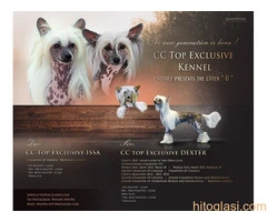 KINESKI KUKMASTI PSI – štenci na prodaju - 14