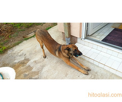 Mužjak rase Belgijski ovčar - Malinoa za parenje