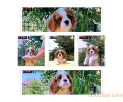 MUŠKI ŠTENCI Kavalijer Kralja Čarlsa Španijel