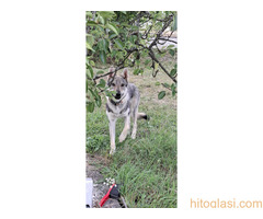 čekoslovački vučji pas ženka