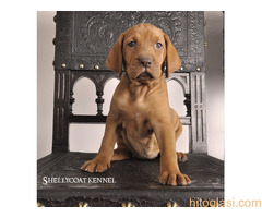 ŠTENCI Mađarska Vižla