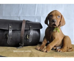 ŠTENCI Mađarska Vižla - 2