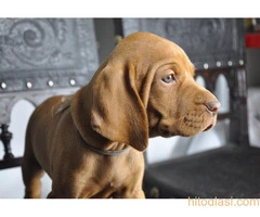 ŠTENCI Mađarska Vižla - 3