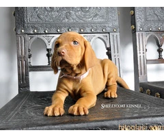 ŠTENCI Mađarska Vižla - 4